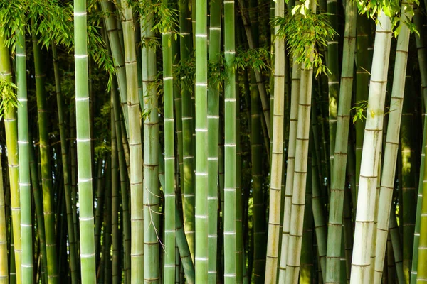 Altos Talos Verdes Plantas Bambu Naturais Crescendo Floresta Dia Ensolarado Fotos De Bancos De Imagens Sem Royalties