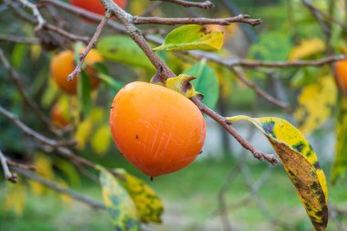 Sonbahar bahçesinde ağaçların dallarında yetişen olgun hurma ağaçları.