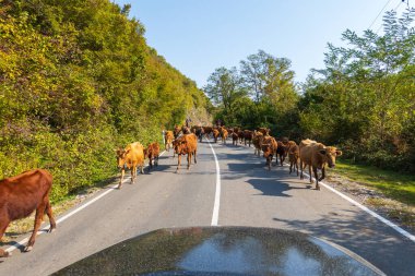 Atlı adamlar kahverengi inek sürüsünün ve buzağıların arkasında güneşli bir yaz gününde dağlık arazide asfalt yolda at sürüyorlar.