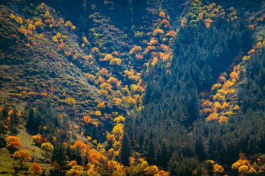 Kırsal kesimde güneşli bir sonbahar gününde dağların yamacında büyüyen karışık ormanların renkli ağaçları.