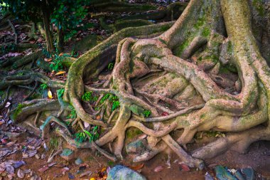 Yazın ormanda ıslak toprakta yetişen tropikal ağacın kıvrımlı köklerinden.