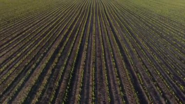 Yaz günü tarım arazisindeki küçük yeşil bitkilerle tarlaların insansız hava aracı görüntüsü