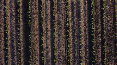 Bereketli tarlaların, güneşli bir yaz gününde yeşil ekinlerle dolu havadan görünüşünü büyüt.