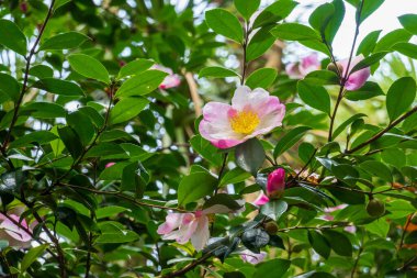 Yaz günü Sasanqua kamelya çalılarının yemyeşil dallarında açan narin pembe çiçekler.