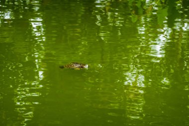 Yaz günü parkta, sakin gölün yeşil sularında yüzen yaban kaplumbağası.