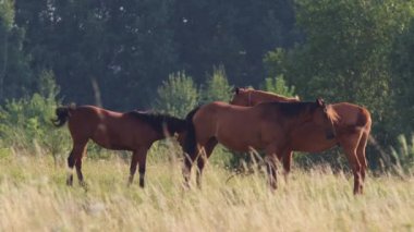 Güneşli bir yaz günü çimenlerde otlarken kuyruklarıyla kanat çırpan körfez atları uçar.