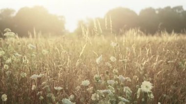 Parlak güneş ışığı altında rüzgarda sallanan çeşitli çiçekler yaz sabahı çimenli çayırlarda büyürken