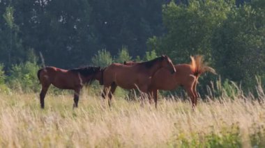 Güneşli bir yaz günü çimenlerde otlarken kuyruklarıyla kanat çırpan körfez atları uçar.