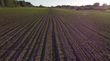 Yaz günü tarım arazisindeki küçük yeşil bitkilerle tarlaların insansız hava aracı görüntüsü