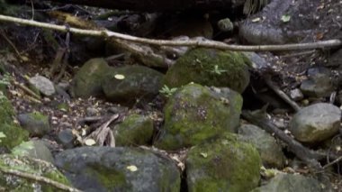 Ağaçlık alanda, ağaçların dalları ve gövdeleri yakınındaki yosunlu kayaların görüntüsünü yukarı kaldır.