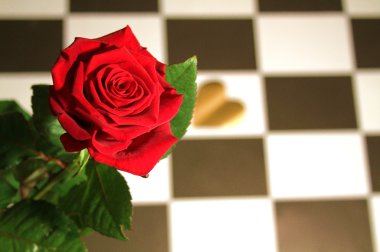 Rose - natürmort
