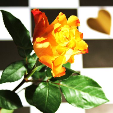Rose - natürmort