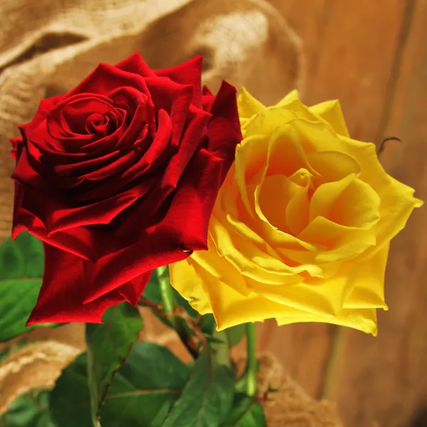 A pair of roses — Stock Photo, Image