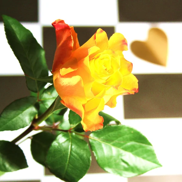 Rose - stilleben — Stockfoto