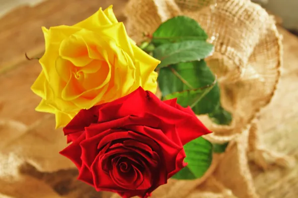 A pair of roses — Stock Photo, Image