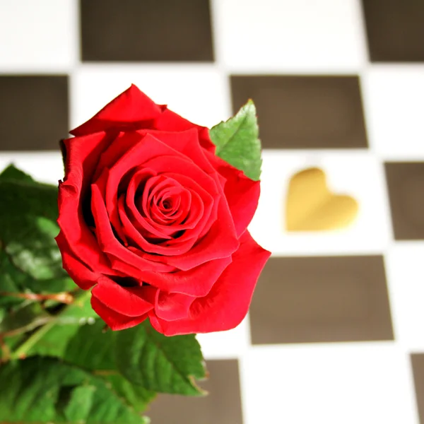 Rose - Still Life — Stock Photo, Image