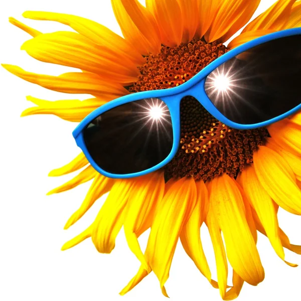 Zonnebloem met zonnebril — Stockfoto