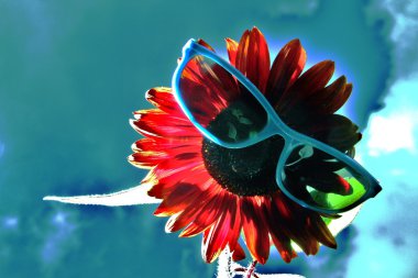 Sunflower with sunglasses clipart