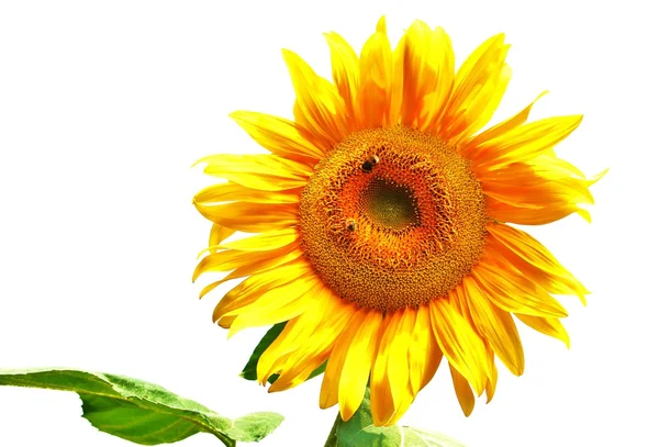 Sunflower — Stock Photo, Image