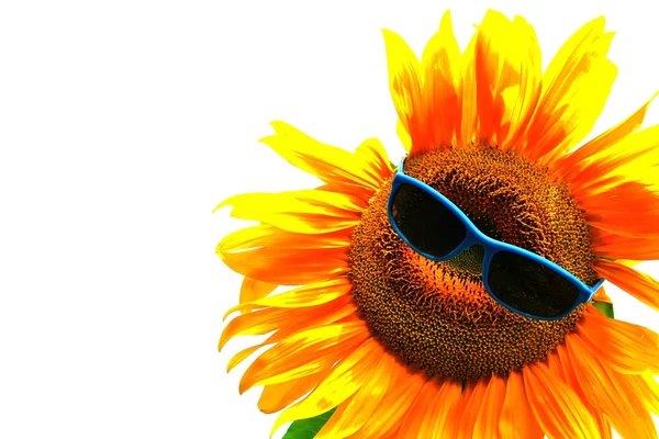 Sunflower with face — Stock Photo, Image
