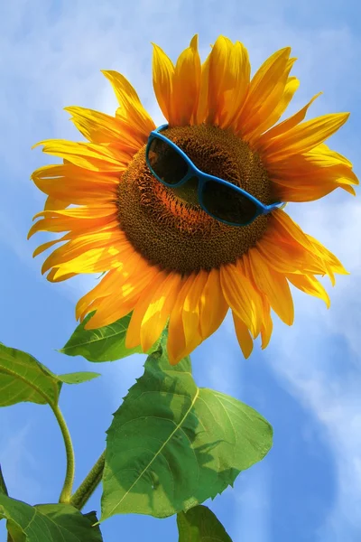 Sunflower with sunglasses — Stock Photo, Image