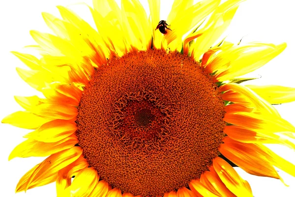 Sunflower on white background — Stock Photo, Image