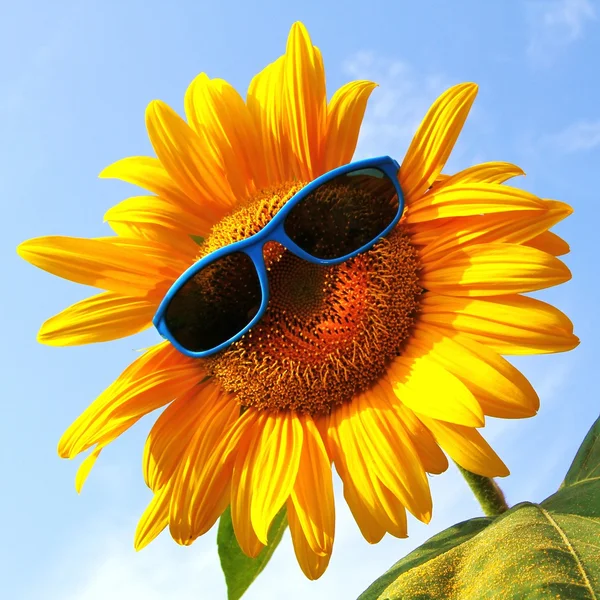 Sunflower with sunglasses — Stock Photo, Image