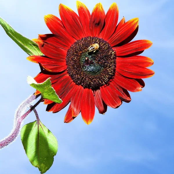 Rote Sonnenblume — Stockfoto