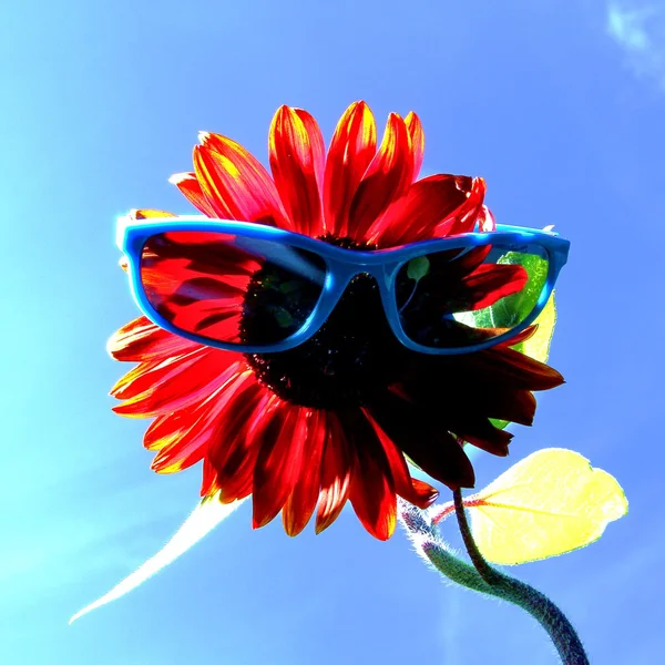 Sunflower with sunglasses — Stock Photo, Image