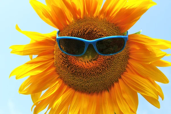 Sunflower with sunglasses Stock Picture