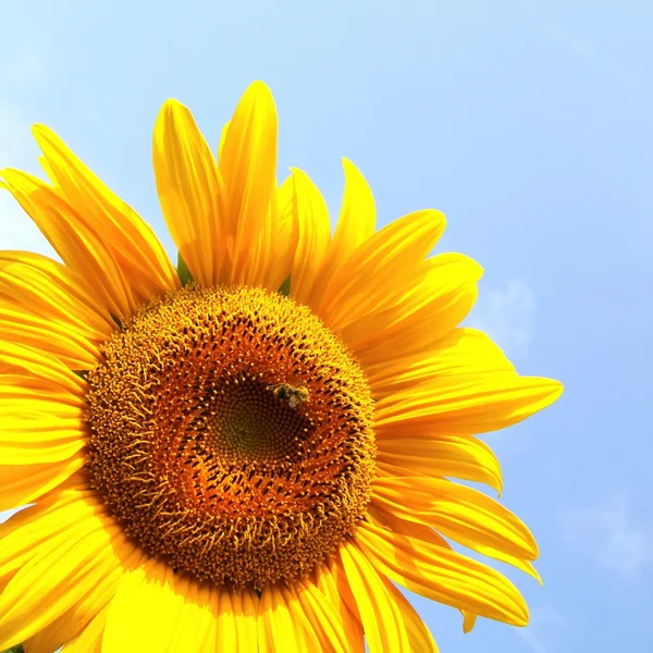Жовтий соняшник Стокове Фото
