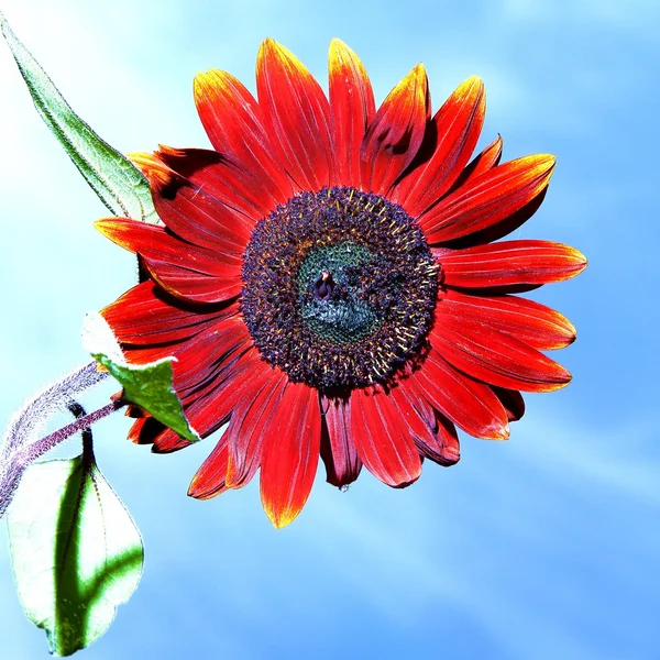 Red sunflower Royalty Free Stock Photos