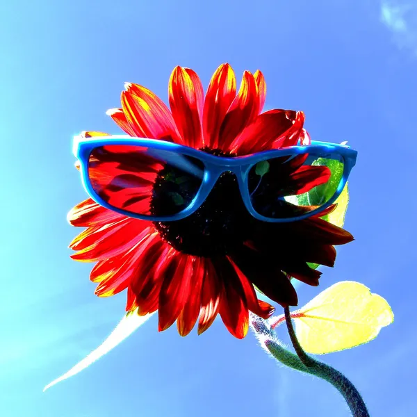 Sunflower with sunglasses Stock Image