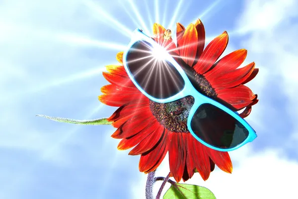 Sunflower with sunglasses Stock Picture