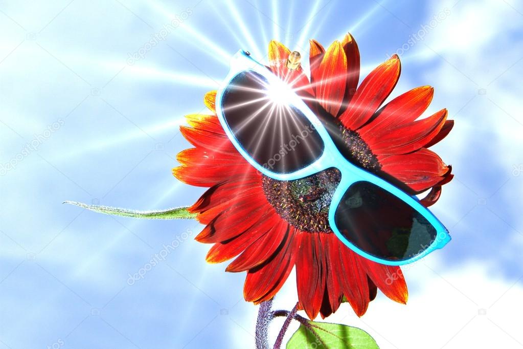 Sunflower with sunglasses