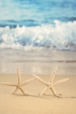 Deniz yıldızı Plajı