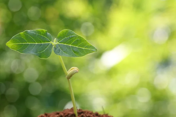 Young plant — Stock Photo, Image