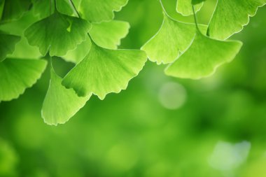 Ginkgo biloba yaprakları 