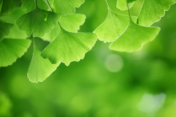 Folhas de ginkgo biloba — Fotografia de Stock