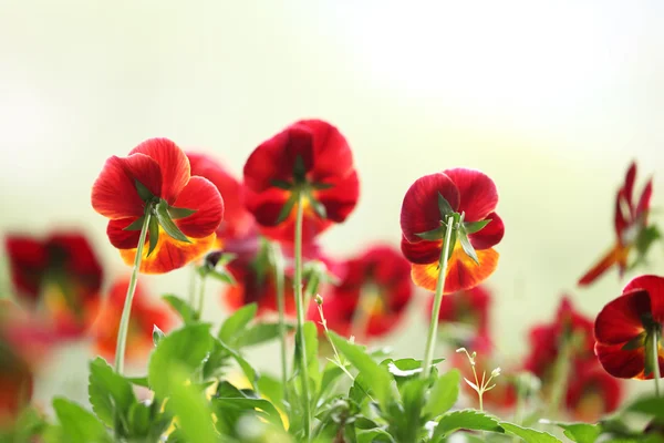 Pansy flower — Stock Photo, Image