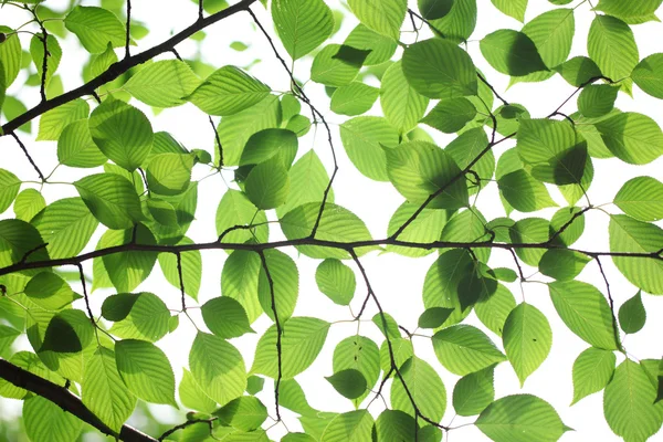 Fresh green leaves — Stock Photo, Image