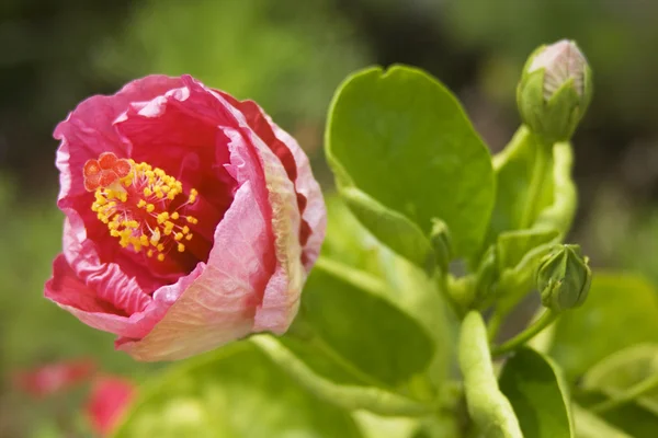 Hibiskus — Stockfoto