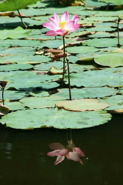 Lotusväxter — Stockfoto