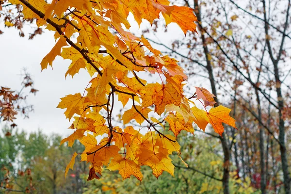 Maple branch — Stock Photo, Image