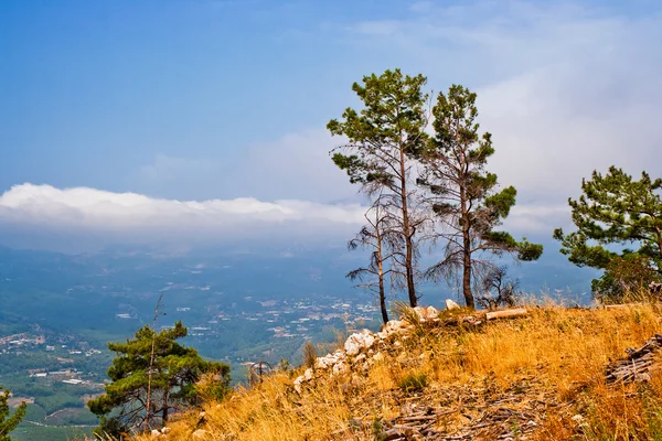 Pinos en la montaña — Foto de Stock