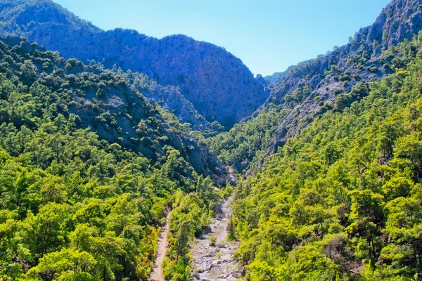 Bosque de montaña — Foto de Stock