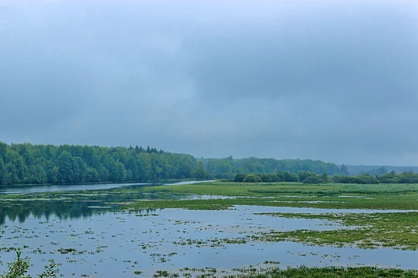 Palude — Foto Stock