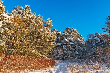 Çam ormanı soğuk ve güneşli bir kış gününde