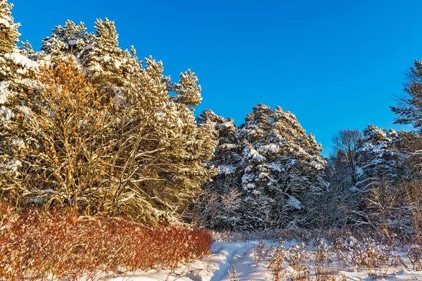 서리가 내리는 화창 한 겨울날 소나무 숲 로열티 프리 스톡 이미지
