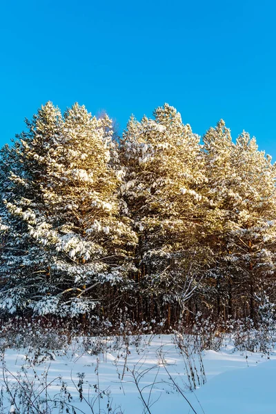 Landscape Pine Forest Frosty Sunny Winter Day — Stock Photo, Image